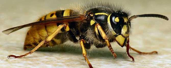 马蜂的天敌是什么动物 马蜂克星是什么动物