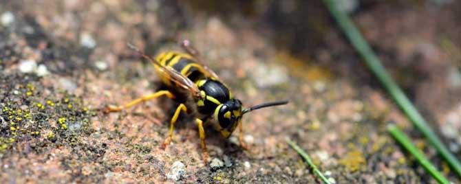 养蜜蜂怎么防止马蜂 如何防止马蜂