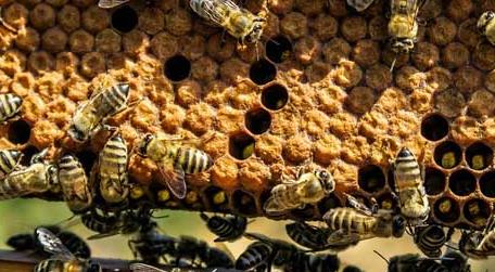 什么时候喂越冬蜂效果最好（怎样喂越冬蜂最好）