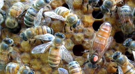 甲酸治蜂螨的用法及注意事项 用甲酸治蜂螨用法用量