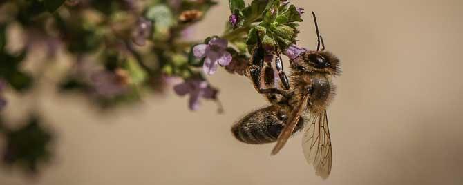 蜜蜂采蜜是为了什么 蜜蜂采蜜是为了谁