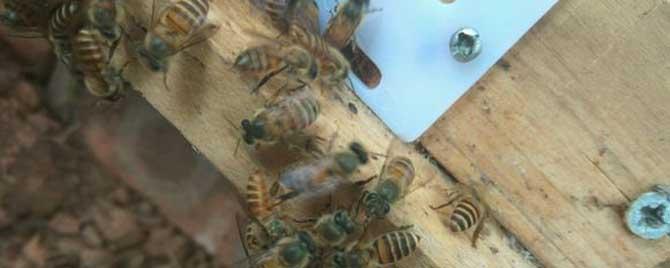 蜂箱里的蟑螂用什么药 蜜蜂箱有蟑螂用什么药杀死,不影响蜜蜂