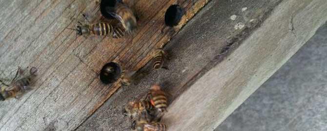 蜂箱用什么吸引蜜蜂 用什么可以吸引蜜蜂