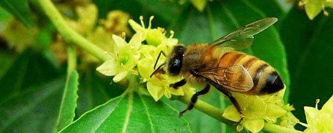 枣花蜜中毒有什么办法 蜜蜂采枣花蜜中毒如何解决