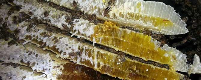 土蜂什么时候割蜜最好 土蜂蜜什么季节割蜜
