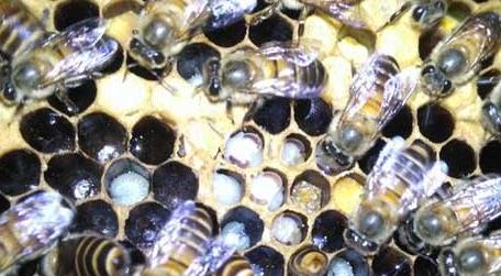 中蜂囊状幼虫病防治技术 中蜂幼虫病的详细症状