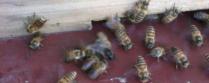 诱蜂箱里放什么好诱蜂 诱蜂箱怎样才能诱到蜂