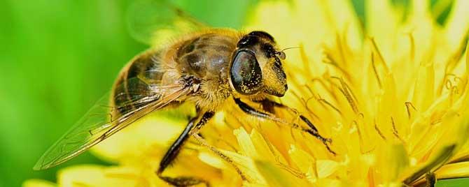 蜜蜂的生物学特征有哪些 蜜蜂生物学基本知识