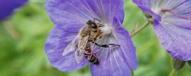 为什么要了解蜜蜂生物学（蜜蜂为什么是生物）