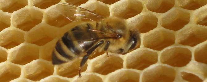什么是幼年蜂 喂养幼蜂的是什么蜂