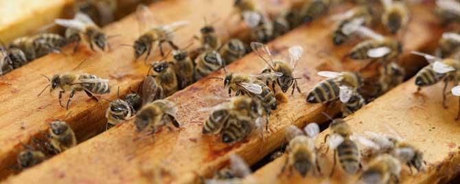 蜜蜂生长发育有几个阶段 蜜蜂生长过程的四个阶段