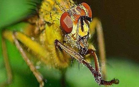 赤眼蜂 赤眼蜂与棉铃虫种间关系