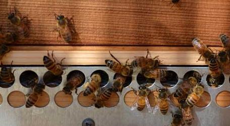 蜜蜂养殖技术及基本知识 蜜蜂养殖技术要点