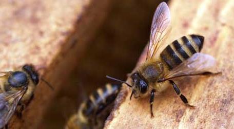 新手怎样学养蜜蜂（新手如何养蜜蜂）