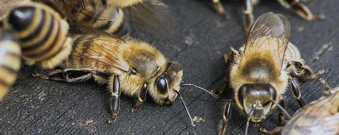蜂群饲喂有几种方法 新来的蜂群要不要喂食