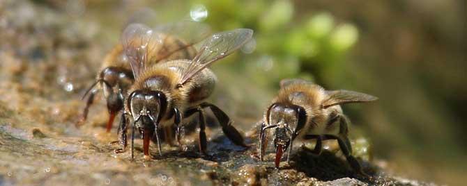 蜜蜂夏天太热会热死吗 蜜蜂为什么会热