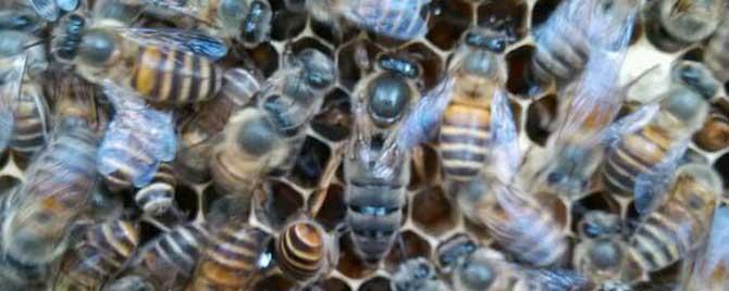 越冬期怎样检查蜂群 越冬蜂群管理
