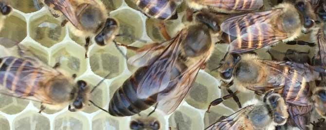中蜂春季管理的重点是什么 中蜂的冬季管理