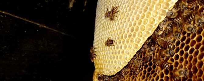中蜂和意蜂有哪些不同 中蜂和意蜂怎样区别