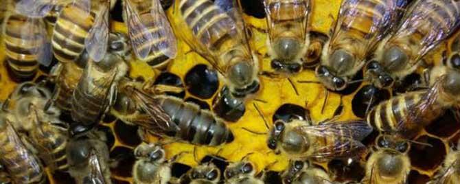 中蜂什么时候容易自然分蜂（中蜂为什么连续分蜂）