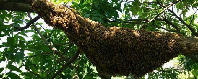 中蜂飞逃有什么预兆 中蜂想飞逃的预兆和处理方法