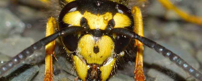 马蜂和牛角蜂有什么区别（黄蜂和马蜂的区别）