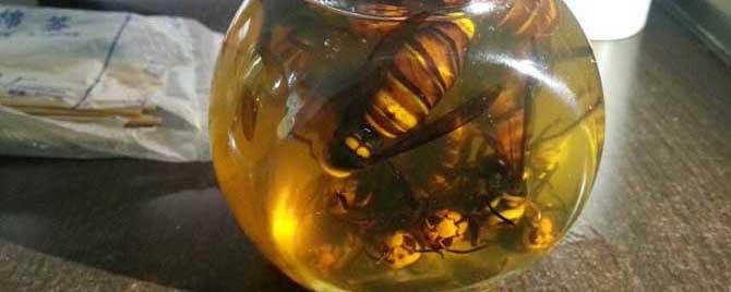 虎头蜂酒一次喝多少 虎头蜂酒一次喝多少最合适