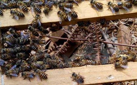 自然分蜂 自然分蜂怎么处理