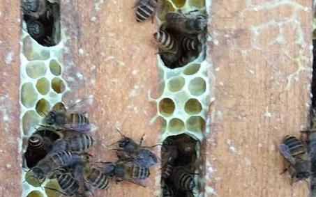 人工分蜂 人工分蜂方法视频