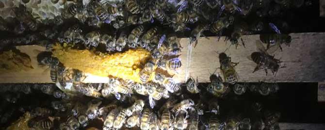 冬季蜜蜂为什么死那么多 蜜蜂越冬死亡多的原因