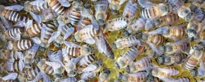 冬天中蜂为什么很多死在蜂箱里（冬季中蜂死亡的原因）