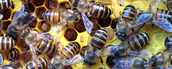 冬季大量死蜂怎么回事（蜜蜂过冬有死蜂正常吗）