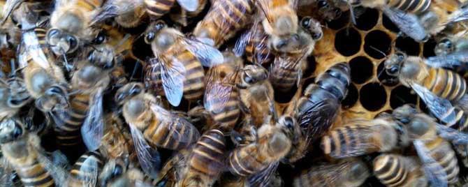 冬天中蜂蜂王死了怎么办 蜂王死了其他蜜蜂会死吗