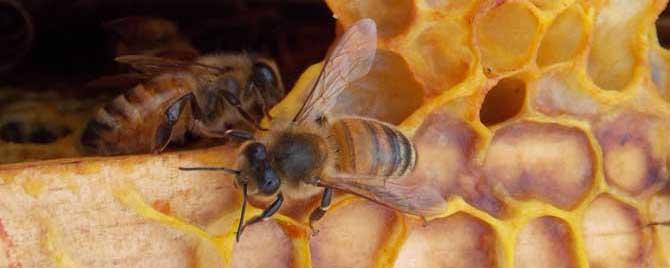 澳洲蜂胶都是假的吗（澳洲蜂胶是真的吗）