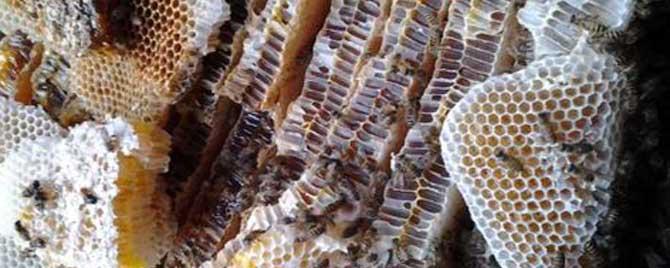 蜂巢熬水治好了鼻炎是真的吗 蜂巢熬水喝治疗鼻炎吗