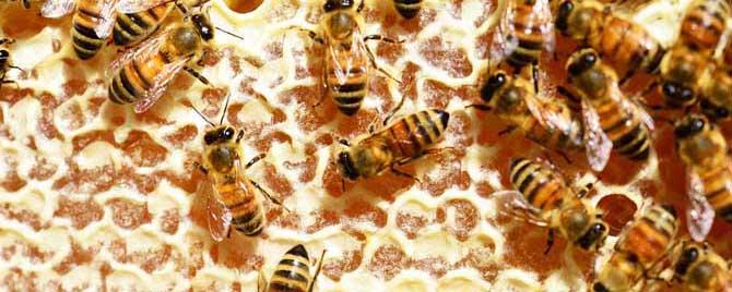 女人长期吃蜂巢副作用有哪些（吃蜂巢对女人有好处吗）