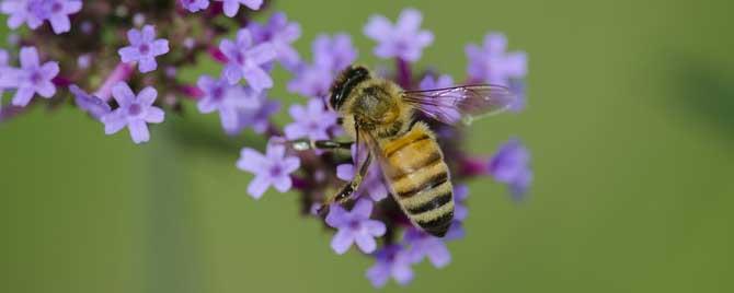 蜂疗能治强直性脊柱炎吗 强直性脊柱炎蜂疗有用吗