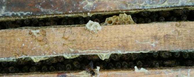 养中蜂最先进的蜂箱是什么（什么规格的蜂箱更适合养中蜂）
