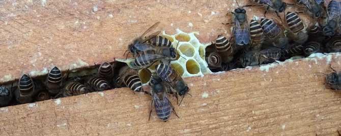 中蜂王4种色品种是哪些 中蜂王的品种
