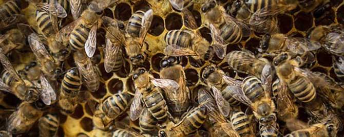 意蜂夏季养殖技术要点有哪些（意蜂夏季管理与繁殖）
