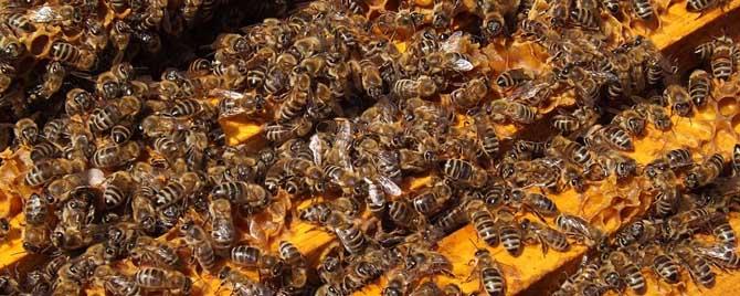 意蜂秋季养殖技术要点有哪些（意蜂饲养技术）