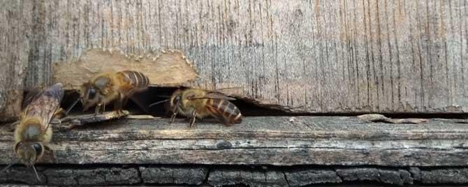 中蜂怎样合群最简单 中蜂怎么分群最好