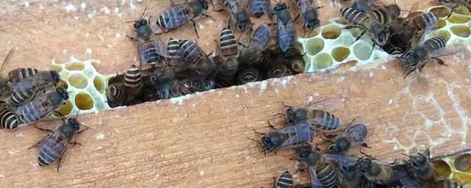 蜂太少如何快速繁殖 蜂太少如何快速繁殖秋