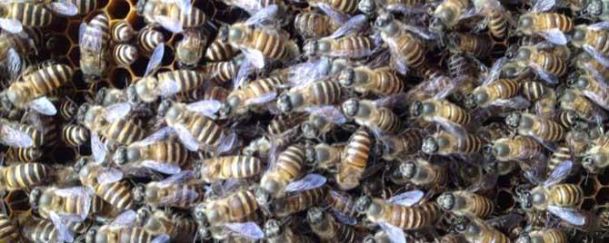 养蜂最新春繁法有哪些要点 养蜂春季快速繁殖技巧