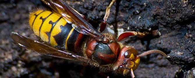 牛角蜂是什么蜂（牛角蜂是马蜂吗）