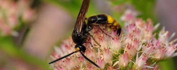 牛角蜂窝的药用功效有哪些 牛角蜂的蜂窝的作用和功效