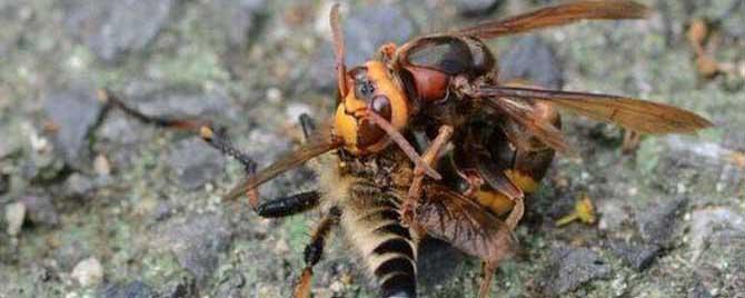 一只牛角蜂蛰了会不会死人 牛角蜂蜇人后,牛角蜂会死吗