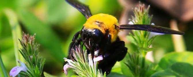 广东黑色很大的蜂叫什么 广东黑色的蜜蜂是什么蜂