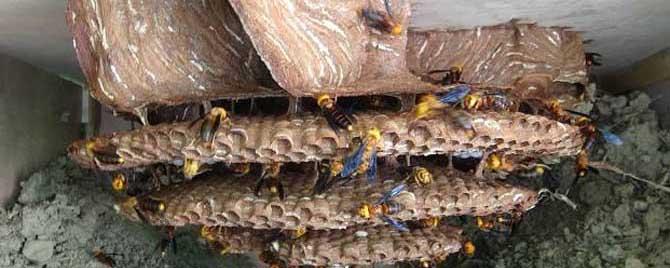 地雷蜂有蜂蜜吗（地雷蜂产蜂蜜吗）
