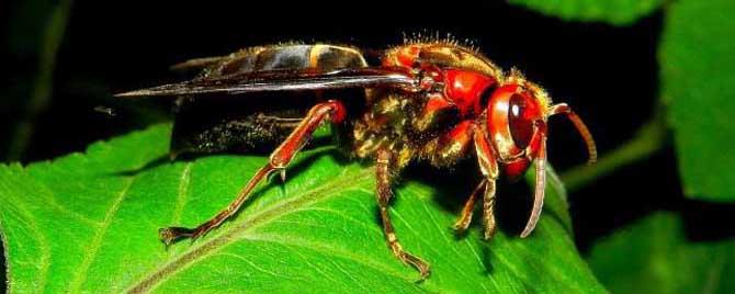 地雷蜂和马蜂有什么区别 地雷蜂和马蜂的区别